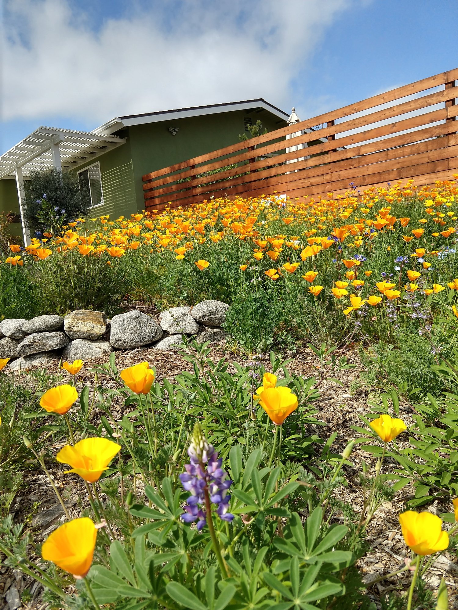 yellowpoppies-4996-1621263576-2