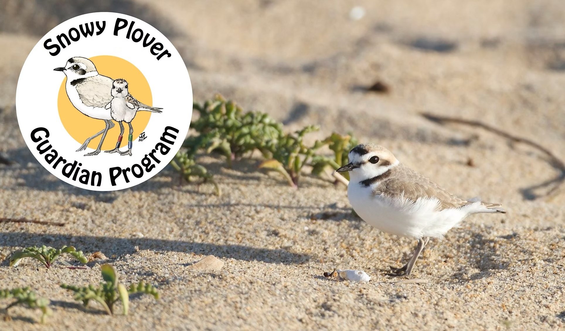 Snow Plover Gaurdian Program